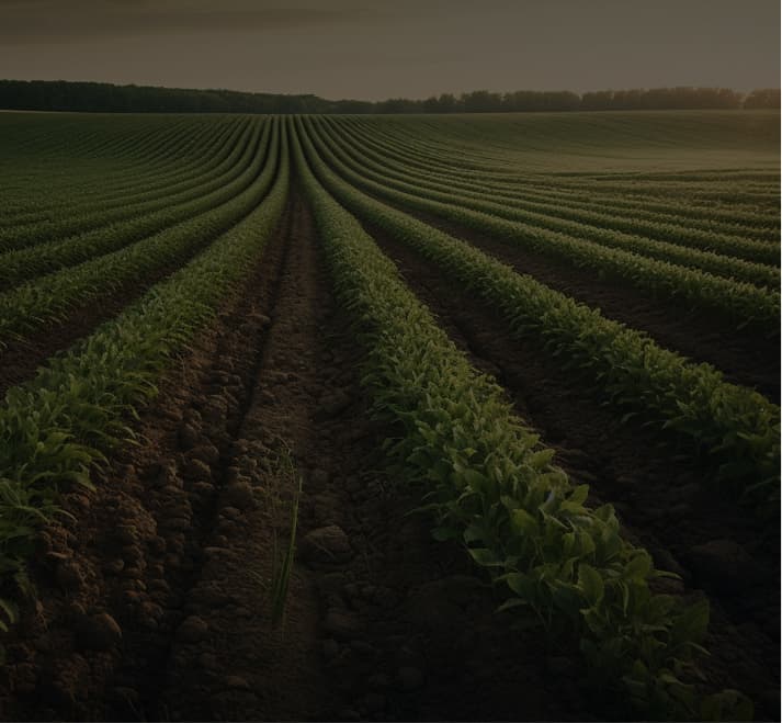 foto de um campo de plantio